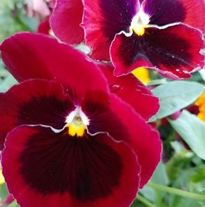 Meet your Posher, Aleisha